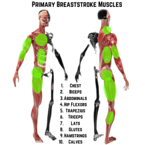 muscles used in breaststroke swimming